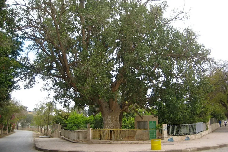 Zacchaeus is located between Jericho city center and Tell es-Sultan. Jamie Lynn Ross Jericho Zacchaeus